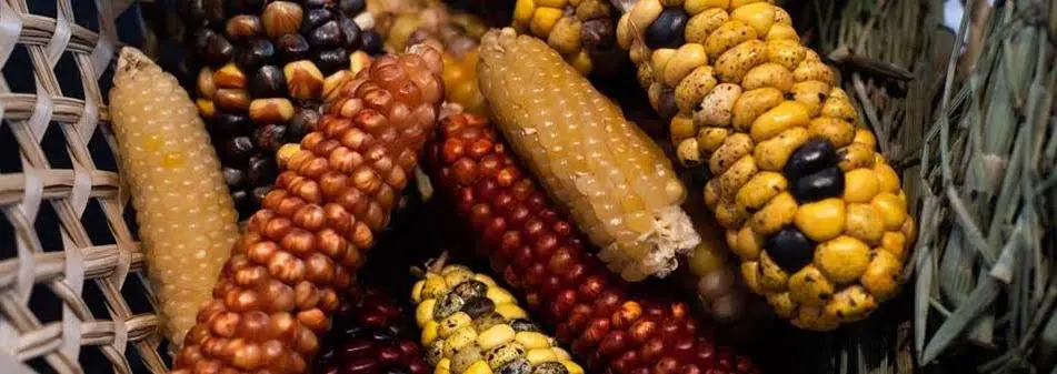 Variedades de maíz Memorias que germinan